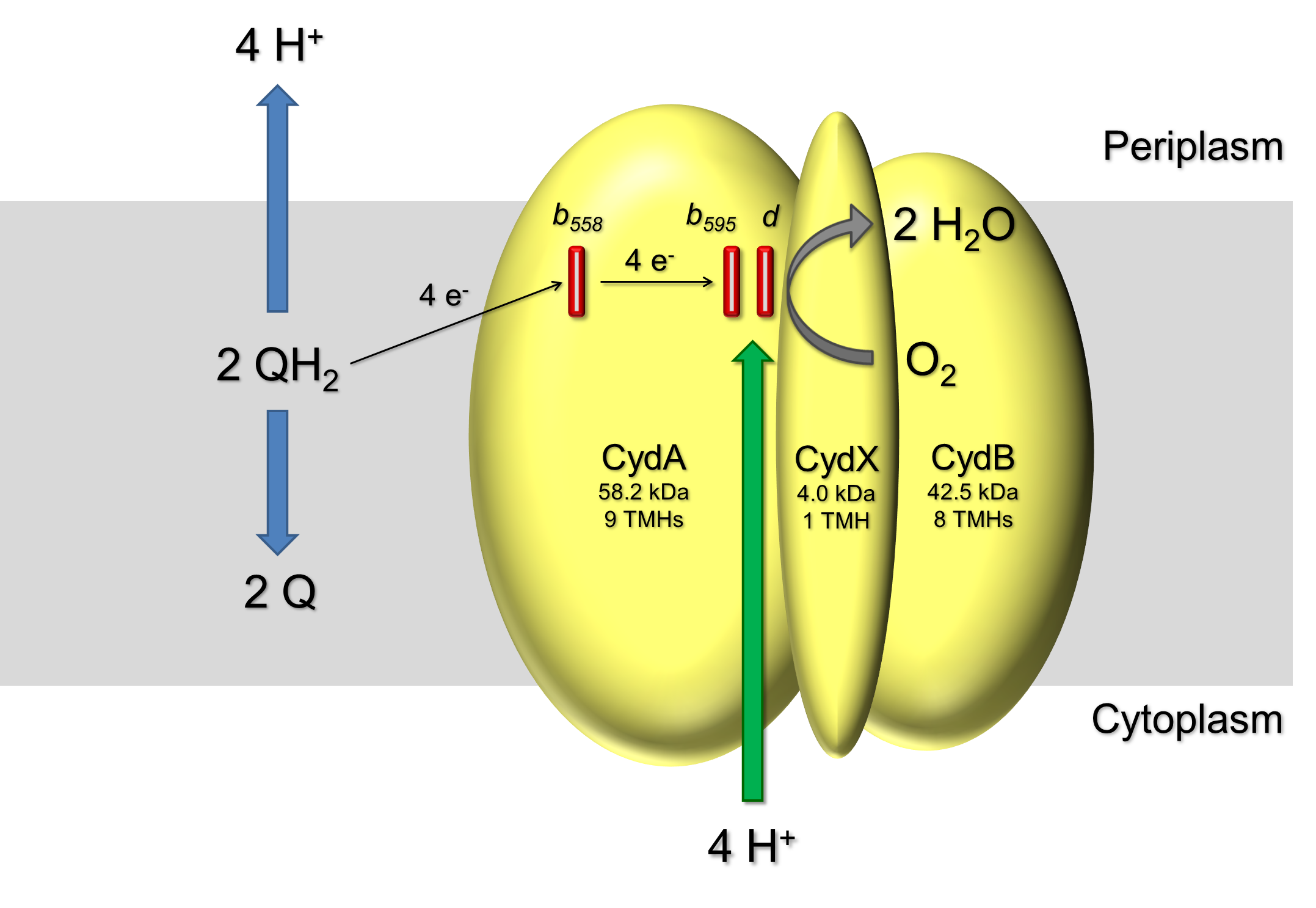cytochrom oxidase