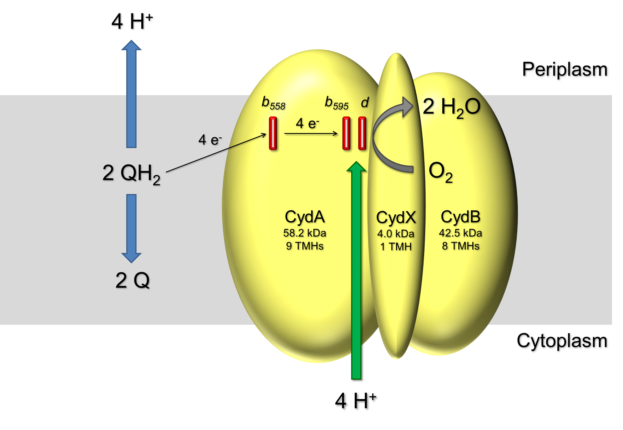 Cytochrome bd ubiquinol oxidase biochemistry molecular bioenergetics